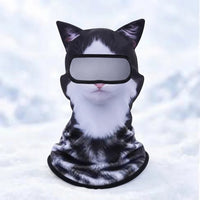 Tuxedo cat