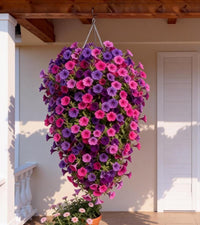 Violet & Pink