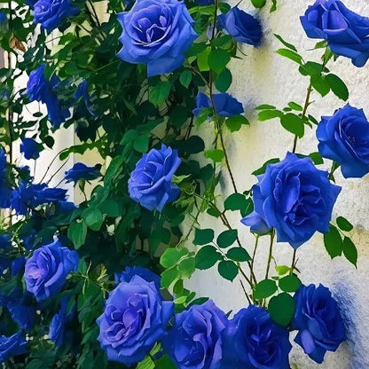 🌹Rare Twin Red White Rose Seeds — A Canvas Of God
