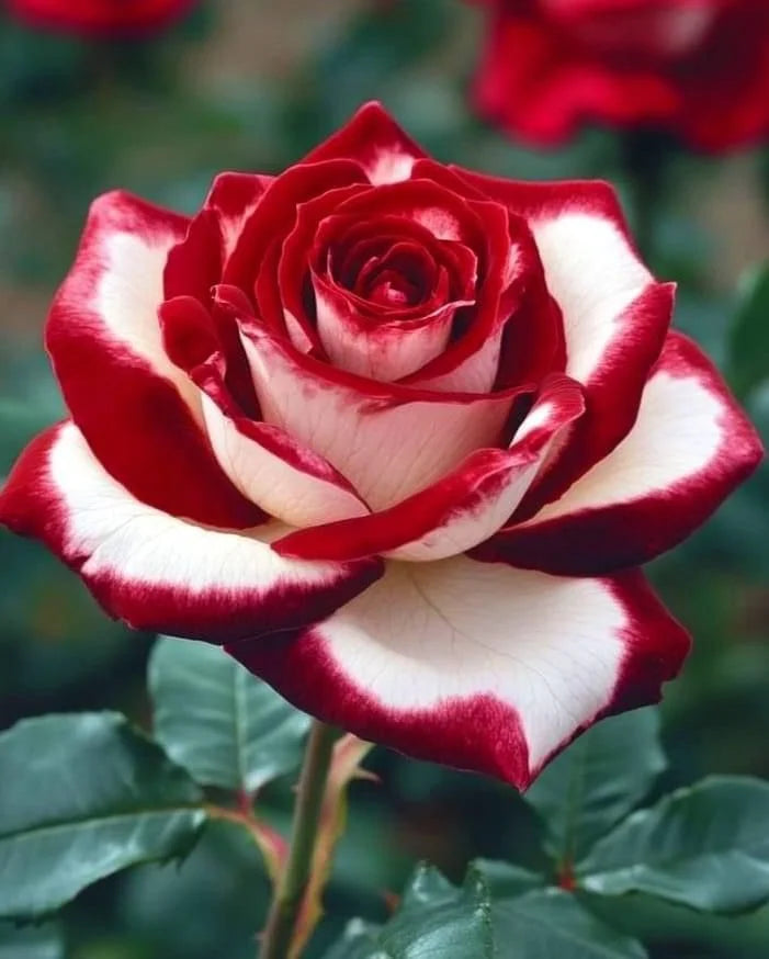 🌹Rare Twin Red White Rose Seeds — A Canvas Of God