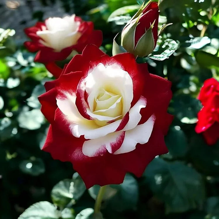 🌹Rare Twin Red White Rose Seeds — A Canvas Of God