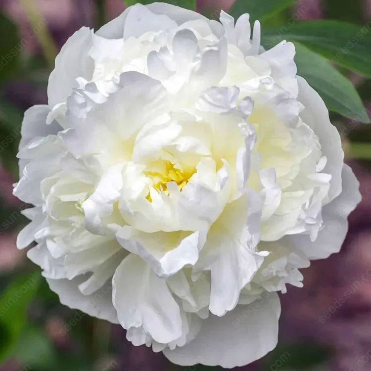 🌸 Rare Double Peonies ✨ That Bloom Bigger & Brighter 🌿 That Bring Every Garden to Life