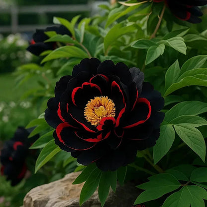 🌸 Rare Double Peonies ✨ That Bloom Bigger & Brighter 🌿 That Bring Every Garden to Life