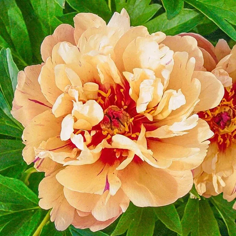🌸 Rare Double Peonies ✨ That Bloom Bigger & Brighter 🌿 That Bring Every Garden to Life