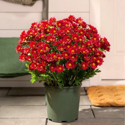 🔥 50% OFF Today Only 🔥 - Artificial Outdoor Mums Flowers - UV resistant, Waterproof, Windproof🌼