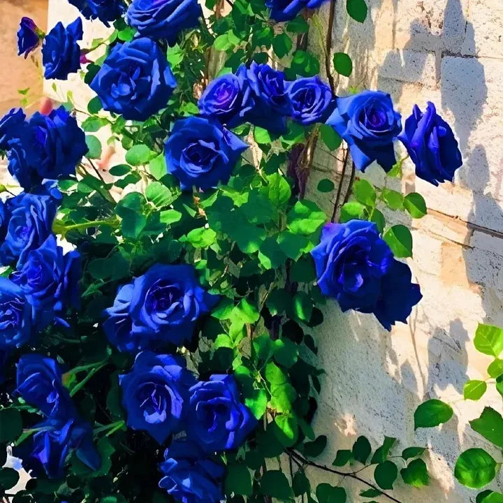 🌹Rare Twin Red White Rose Seeds — A Canvas Of God