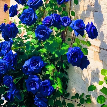 🌹Rare Twin Red White Rose Seeds — A Canvas Of God