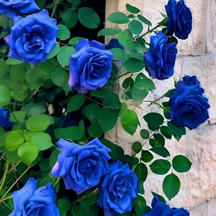 🌹Rare Twin Red White Rose Seeds — A Canvas Of God