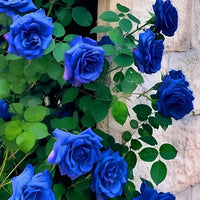 Rare Heirloom Blue Rose