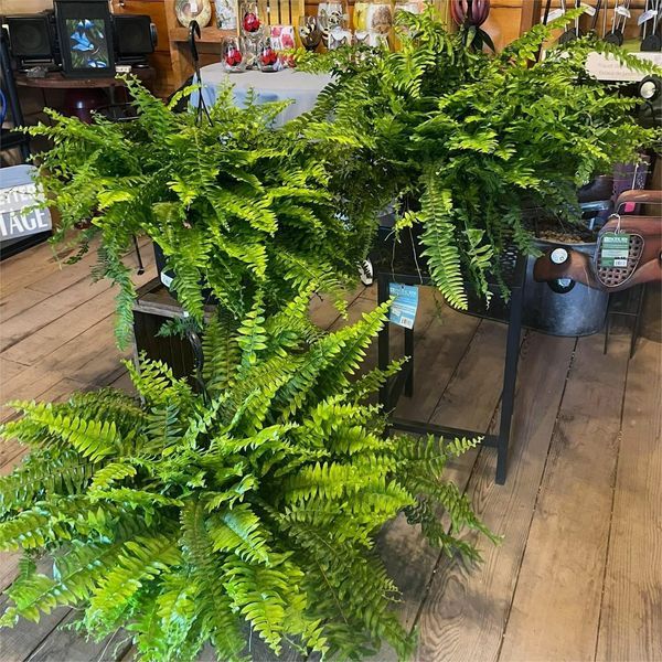 🔥Last Day 60% OFF🔥Oversized Pre-Lit Artificial Boston Ferns --No watering, No fading