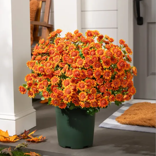 🔥 50% OFF Today Only 🔥 - Artificial Outdoor Mums Flowers - UV resistant, Waterproof, Windproof🌼