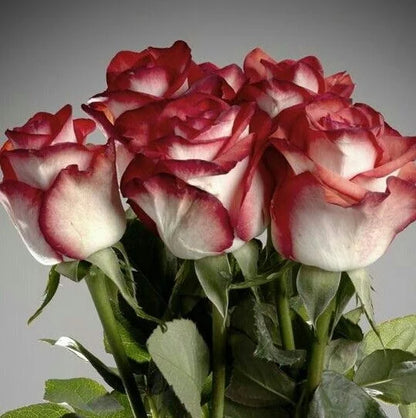 🌹Rare Twin Red White Rose Seeds — A Canvas Of God