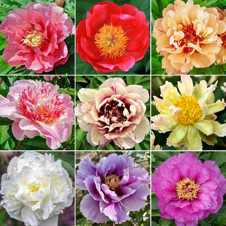 🌸 Rare Double Peonies ✨ That Bloom Bigger & Brighter 🌿 That Bring Every Garden to Life
