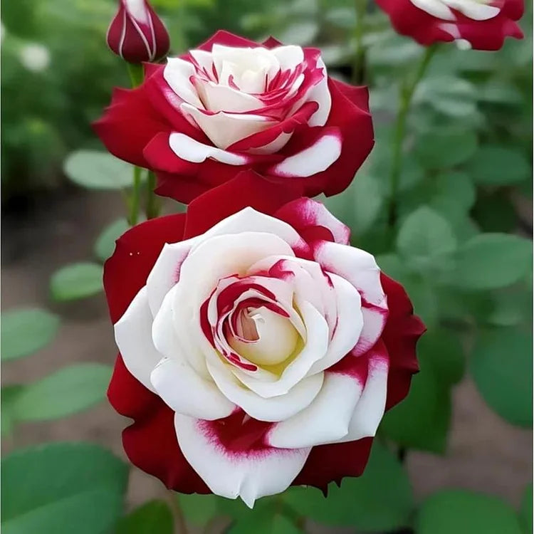 🌹Rare Twin Red White Rose Seeds — A Canvas Of God