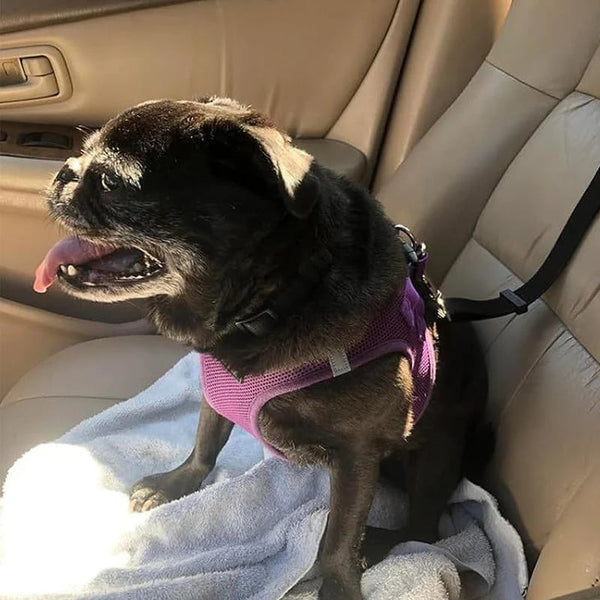 2-in-1 Dog Car Seat Belt& Walking Leash
