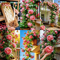 Climbing Peony