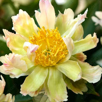 Green Lotus