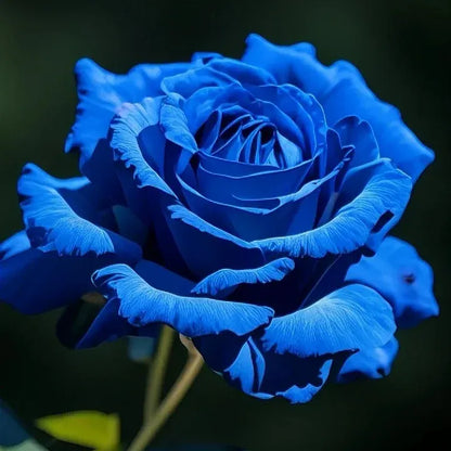 🌹Rare Twin Red White Rose Seeds — A Canvas Of God