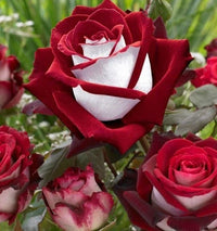 Rare Twin Red White Rose