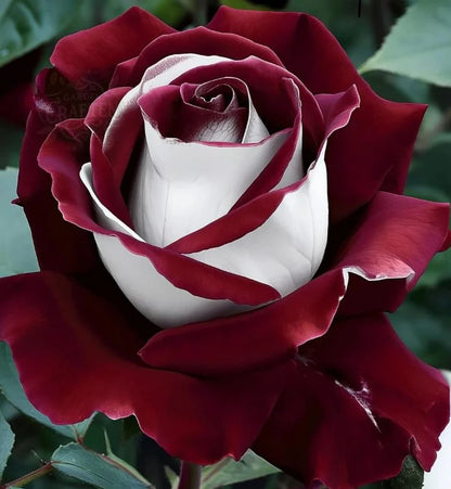 🌹Rare Twin Red White Rose Seeds — A Canvas Of God