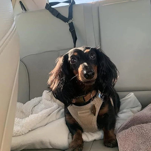 2-in-1 Dog Car Seat Belt& Walking Leash