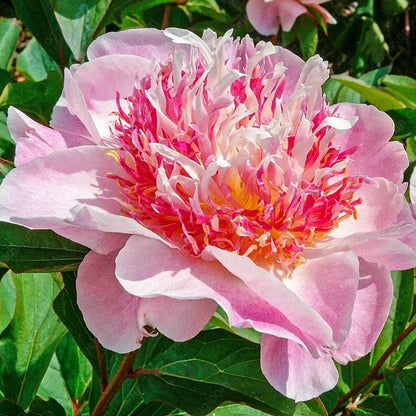 🌸 Rare Double Peonies ✨ That Bloom Bigger & Brighter 🌿 That Bring Every Garden to Life