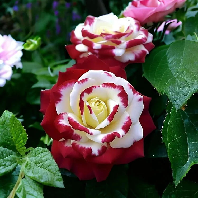 🌹Rare Twin Red White Rose Seeds — A Canvas Of God