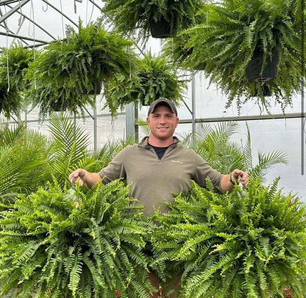 🔥Last Day 60% OFF🔥Oversized Pre-Lit Artificial Boston Ferns --No watering, No fading