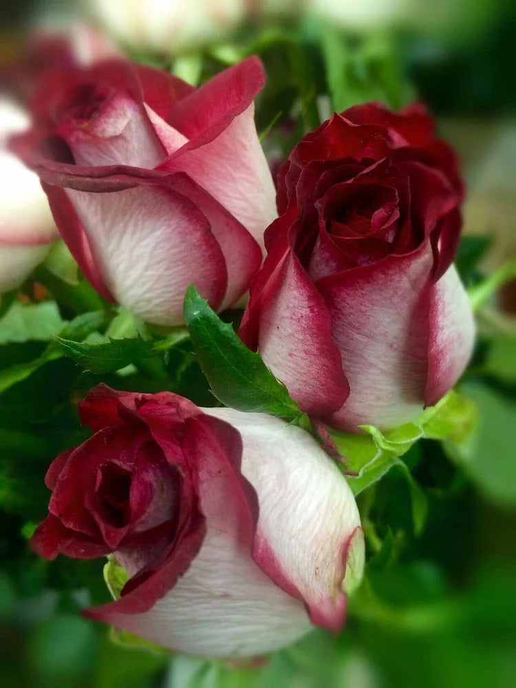 🌹Rare Twin Red White Rose Seeds — A Canvas Of God