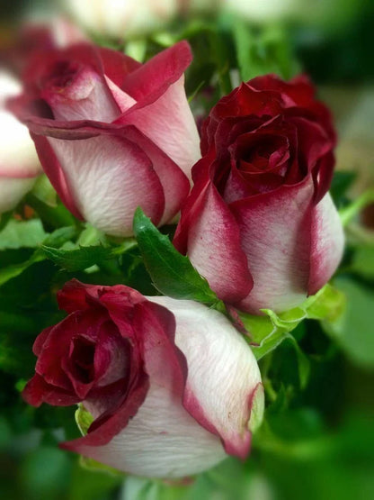 🌹Rare Twin Red White Rose Seeds — A Canvas Of God