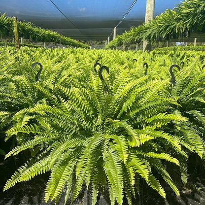 🔥Last Day 60% OFF🔥Oversized Pre-Lit Artificial Boston Ferns --No watering, No fading
