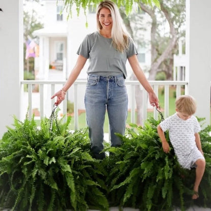 🔥Last Day 60% OFF🔥Oversized Pre-Lit Artificial Boston Ferns --No watering, No fading