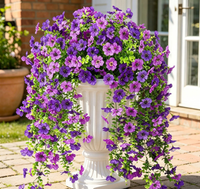 Purple + Dark purple